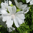 Мальва (Шток-роза) мускусная Alba Мальва (Шток-роза) мускусная Alba