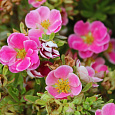 Лапчатка кустарниковая Пинк Паради Лапчатка кустарниковая Пинк Паради