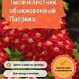Тысячелистник обыкновенный Паприка