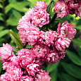 Вишня Железистая Rosea Plena Вишня Железистая Rosea Plena