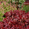 Гейхера гибридная Sparkling Burgundy