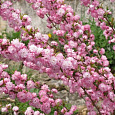 Вишня Железистая Rosea Plena Вишня Железистая Rosea Plena