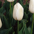 Тюльпан Триумф Вайт Хевен