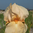 Ирис германский Lunar  Fire