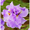 Ирис сибирский Rosy Bows (SIB) Ирис сибирский Rosy Bows (SIB)