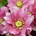 Морозник восточный Double Dark Rose