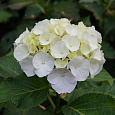 Гортензия крупнолистная Lanarth White Гортензия крупнолистная Lanarth White