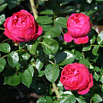 Роза плетистая Мейян Ред Эден Розе