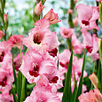 Гладиолус крупноцветковый Вайн энд Роузес