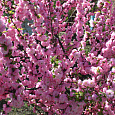 Вишня Железистая Rosea Plena Вишня Железистая Rosea Plena