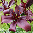 Лилия азиатская Дименшн НАБОР 2ШТ (2+2)