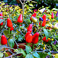 Перец декоративный Красная ракета Перец декоративный Красная ракета