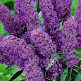 Буддлея Давида Софи (Патио)