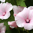 Лаватера Красотка розовая