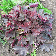 Гейхера гибридная Мистери Гейхера гибридная Мистери