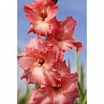 Гладиолус гибридный Monica