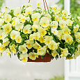 Виола ампельная Кул Вэйв Лемон