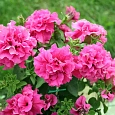 Петуния махровая	Дабл каскад пинк