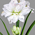Амариллис махровый Арктик Нимф