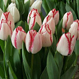 Тюльпан Триумф Playgirl