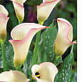 Калла гибридная Parfait