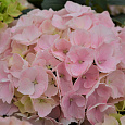 Гортензия крупнолистовая Либертин Пинк Гортензия крупнолистовая Либертин Пинк
