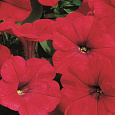 Петуния каскадная Рэмблин Ред