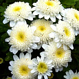 Хризантема девичья Карлос