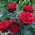 Роза чайно-гибридная Баркарола (Rose Barkarole)