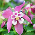 Аквилегия (Водосбор) голубая Spring Magic Rose White