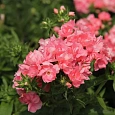 Флокс друммонда Промис розовый