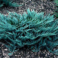 Можжевельник горизонтальный Блю Чип