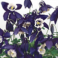 Аквилегия (Водосбор) голубая Spring Magic Navy And White Аквилегия (Водосбор) голубая Spring Magic Navy And White