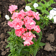 Флокс друммонда Промис розовый