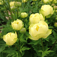 Купальница гибридная Alabaster Купальница гибридная Alabaster