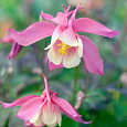Аквилегия (Водосбор) голубая Spring Magic Rose White