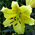 Лилия ОТ-гибрид Понтиак Лилия ОТ-гибрид Понтиак
