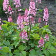 Гейхерелла  Dayglow pink