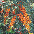 Облепиха крушиновидная Frugana