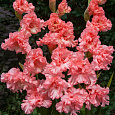Гладиолус гибридный Frizzled Pink