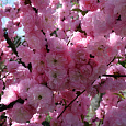 Вишня Железистая Rosea Plena Вишня Железистая Rosea Plena