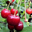 Вишня обыкновенная Молодежная
