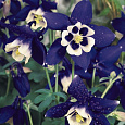 Аквилегия (Водосбор) голубая Spring Magic Navy And White Аквилегия (Водосбор) голубая Spring Magic Navy And White
