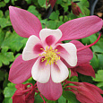 Аквилегия (Водосбор) голубая Spring Magic Rose White