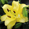 Лилия восточная махровая Экзотик Сан