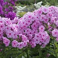 Флокс Метельчатый Розовый шифон