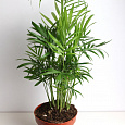 Хамедорея Изящная