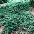 Можжевельник горизонтальный Emerald Spreader