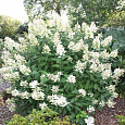 Гортензия метельчатая Floribunda Гортензия метельчатая Floribunda