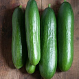 Огурец  Дива F1